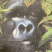 画像5: 1998's ZOO ORIGINAL SOUVENIR GORILLA PRINTED Tee SHIRTS